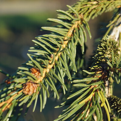 Picea abies 'Frohburg' (1)